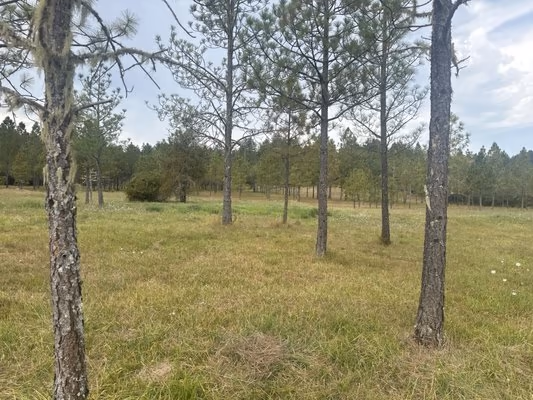 Dr. Martin Luther King Jr. Park Off Leash Area